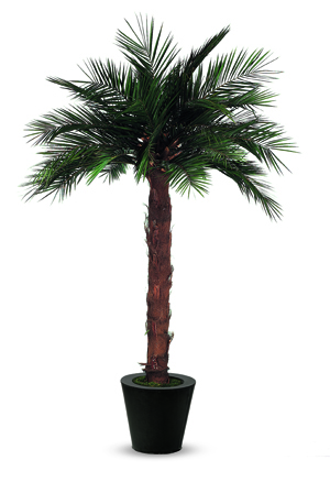 Фото стабилизированной пальмы